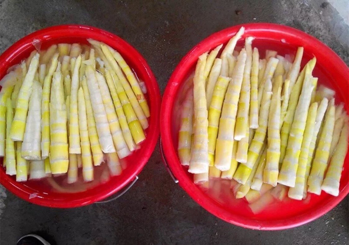 竹笋梅州蕉岭新鲜野生苦笋春笋现挖1瓶25斤其它干货