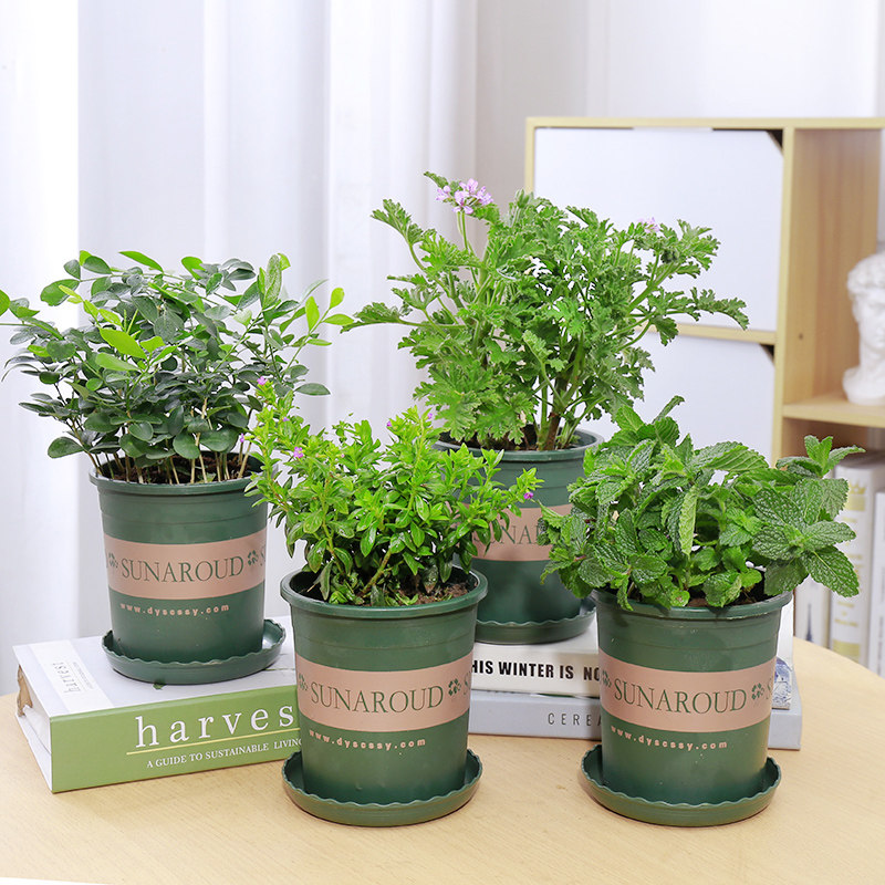 驱蚊盆栽植物夏季室内九里香迷迭香香草绿植花卉绿植