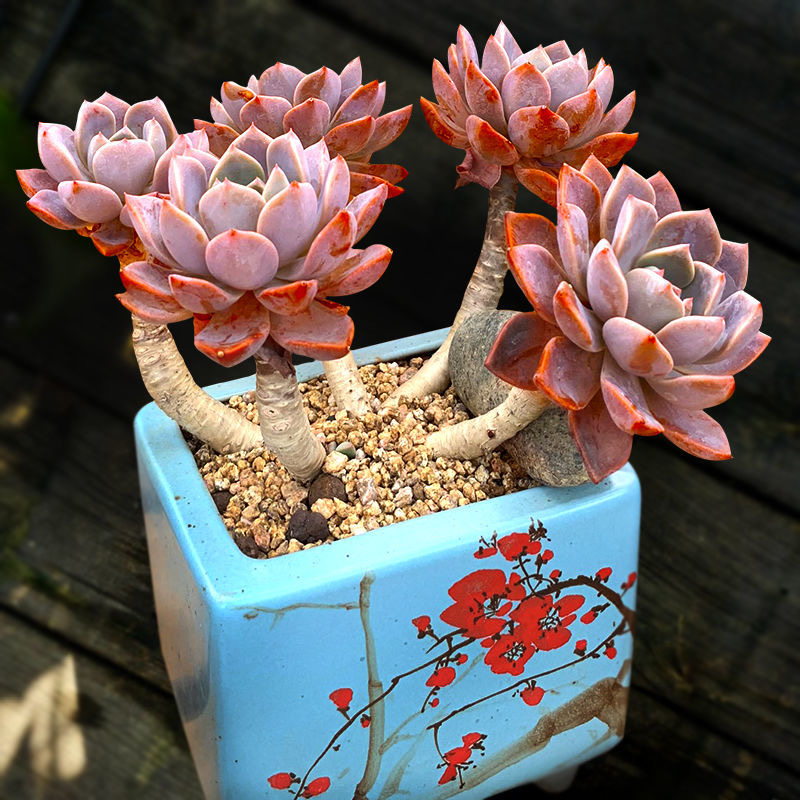 红粉佳人pinky群生进口粉红色大颗多肉植物老桩多头多肉植物