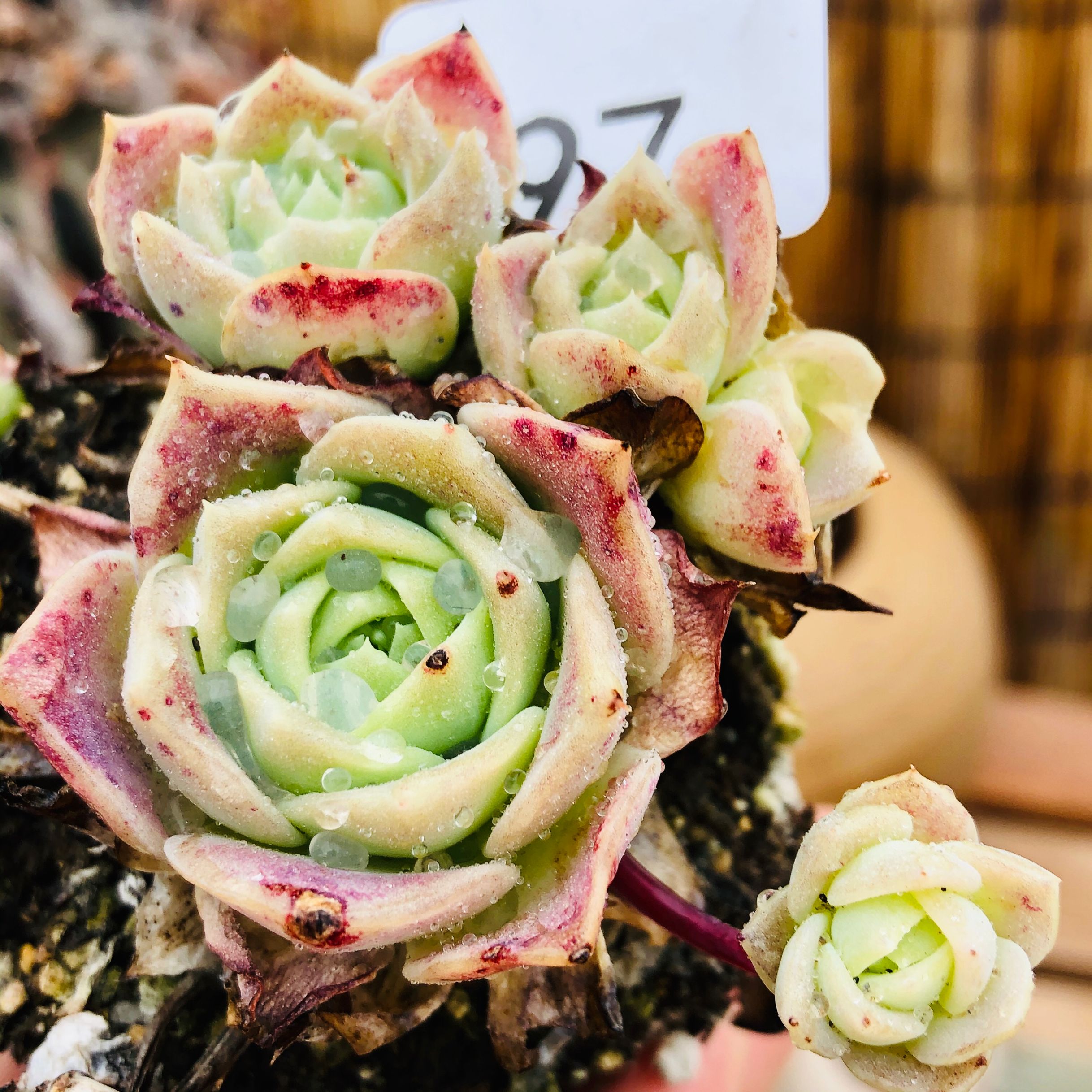 梅丽格翡翠塔一物一拍群生美多肉仙红色多肉植物