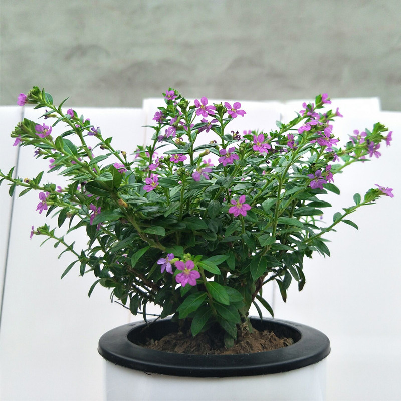 满天星植物水培绿植常绿植观花盆栽好养阳台客厅花卉