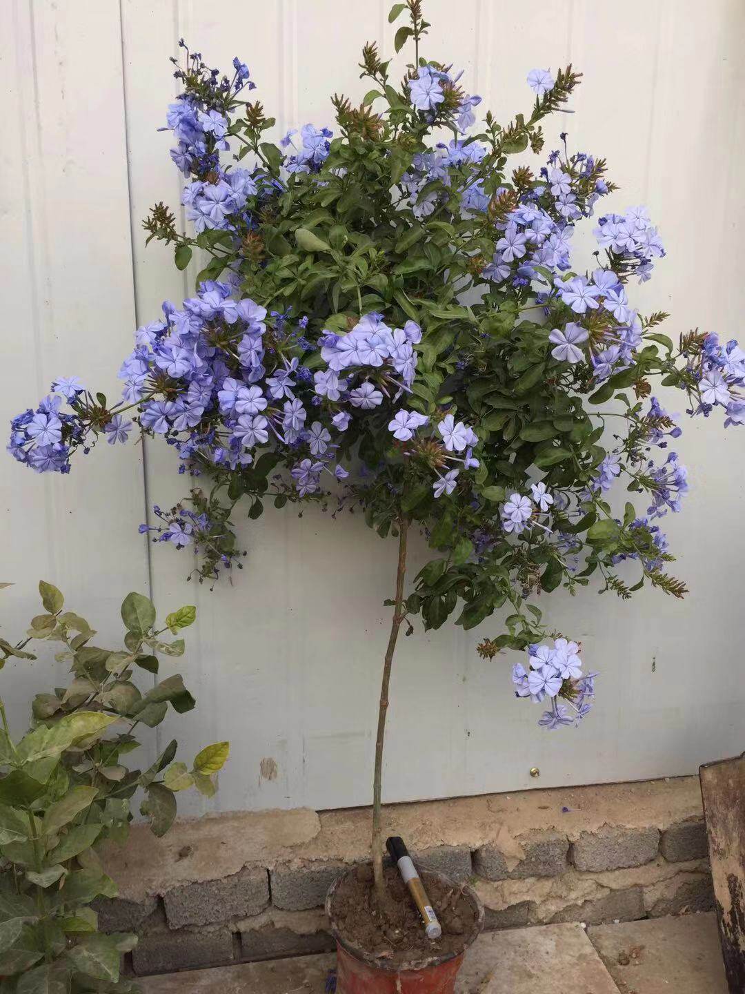 蓝雪花棒棒糖老桩三年以上大苗爬藤拱门独杆多杆时令草本花卉