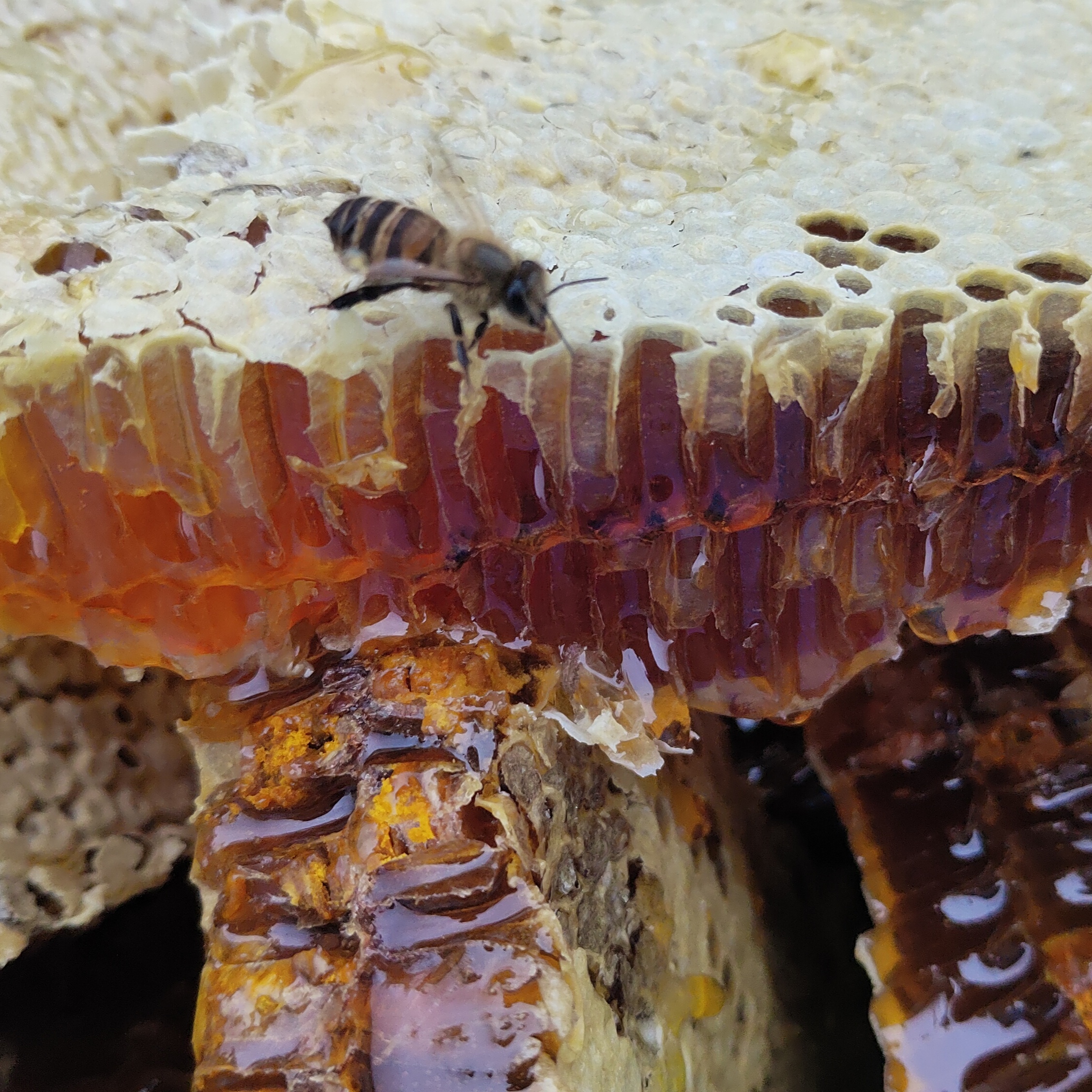 蜂蜜泡蜂巢秦岭野生土蜂蜜天然百花蜜无添加放心食品干净卫生