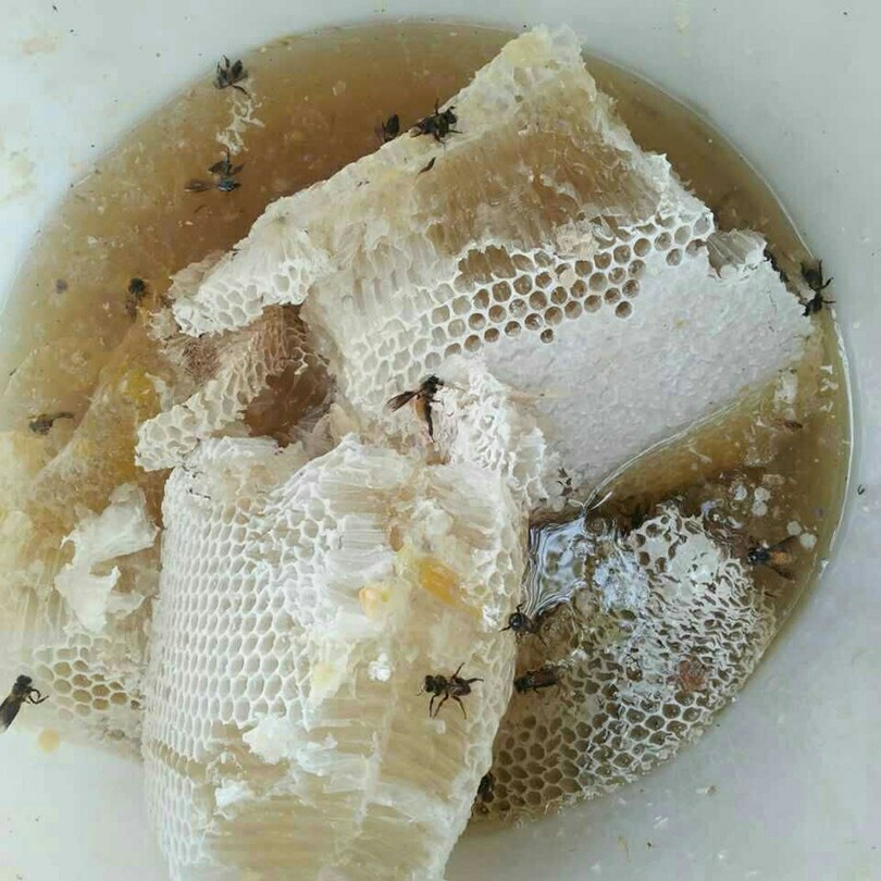 云南纯野生蜂蜜西双版纳原始森林树上蜜野花蜜500克包邮
