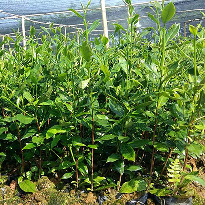 英红九号茶苗英德红茶绿茶苗金鸿雁12号苗普仿真绿植