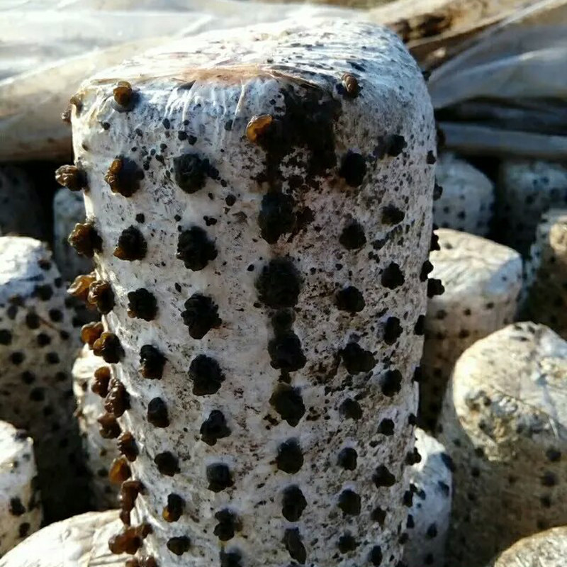 黑木耳菌包蘑菇菌种子菌菇包自种盆栽蘑菇食用菌棒包邮室内蘑菇