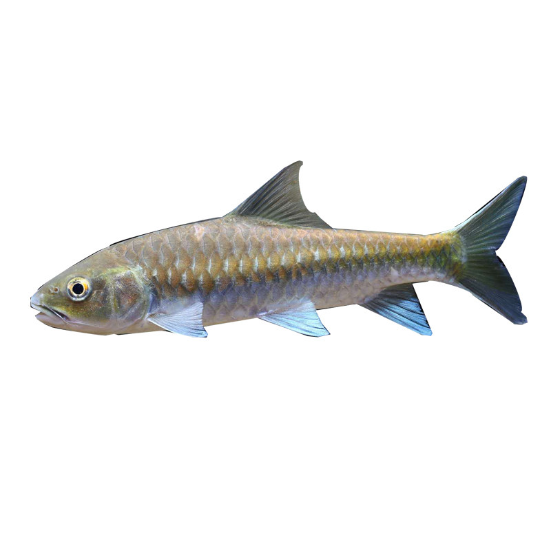 精品史氏新光唇蓝吉罗观赏鱼凶猛大型鱼苗稀有鱼