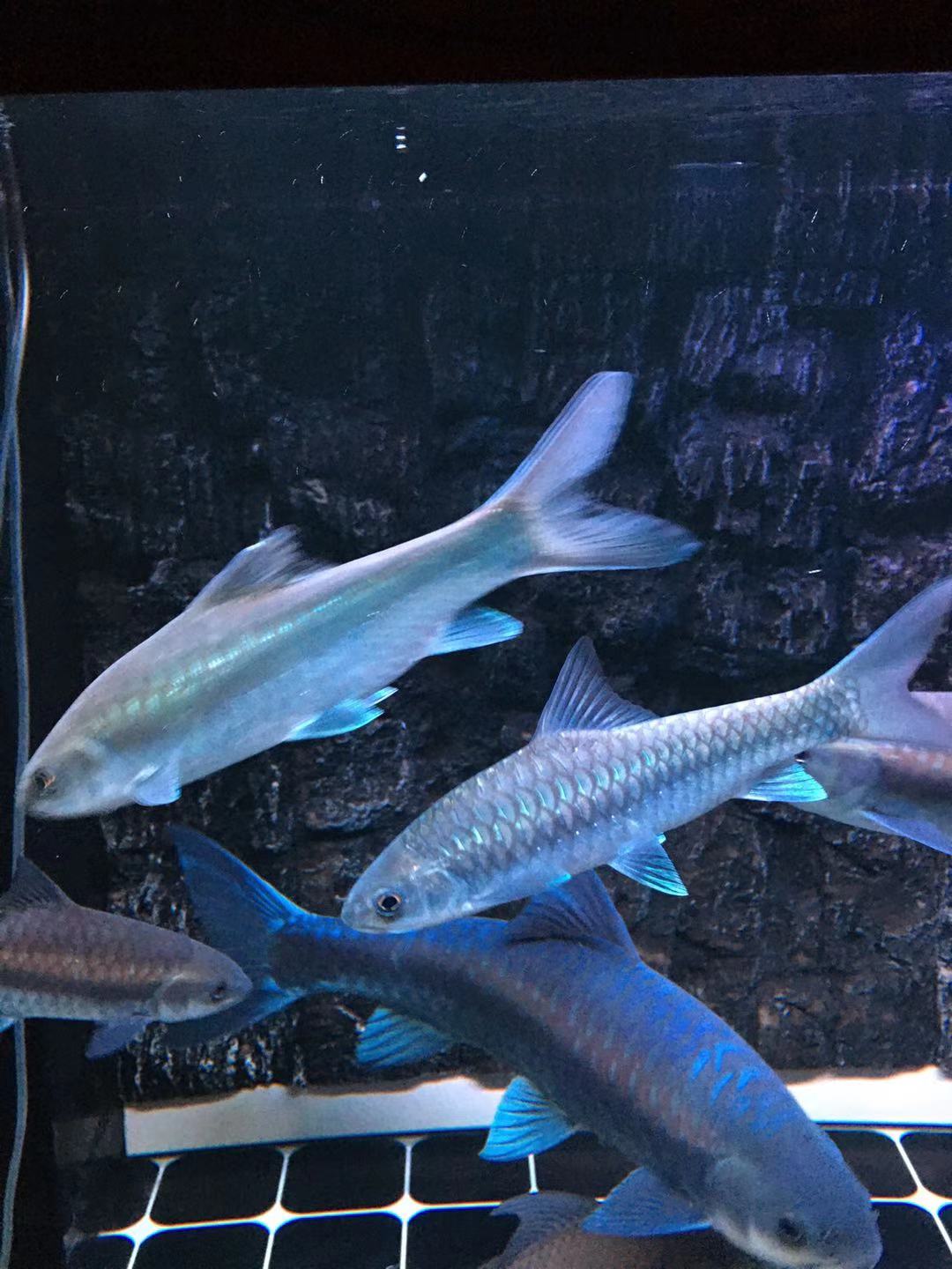 精品史氏新光唇蓝吉罗观赏鱼凶猛大型鱼苗稀有鱼