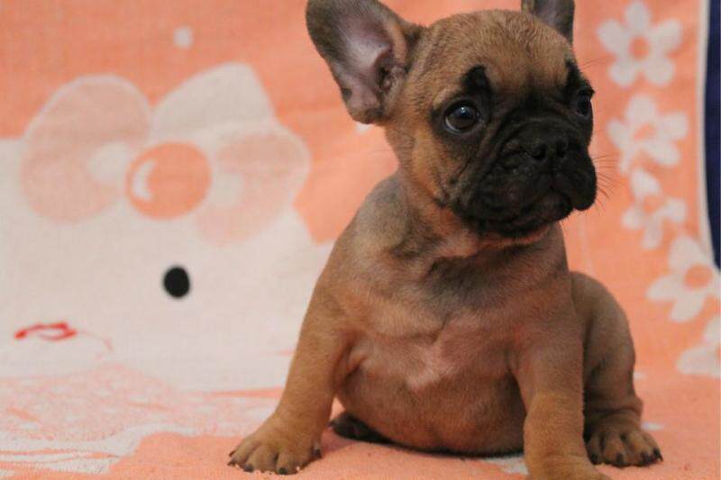 法牛宝宝欧系法斗狗狗红牛法斗幼犬活体h 纯种法国斗牛犬幼犬欧版