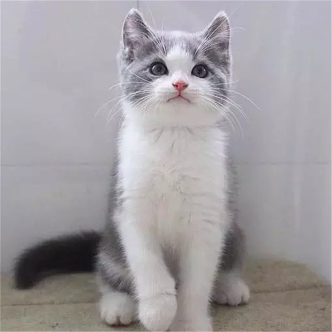 英短蓝猫蓝白猫活体纯种活体宠物猫加白幼猫正八字包子脸短毛猫x