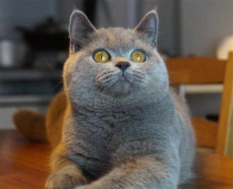 英国短毛猫纯种英短蓝猫活体宠物猫立耳猫幼猫活体纯种英短蓝猫xq