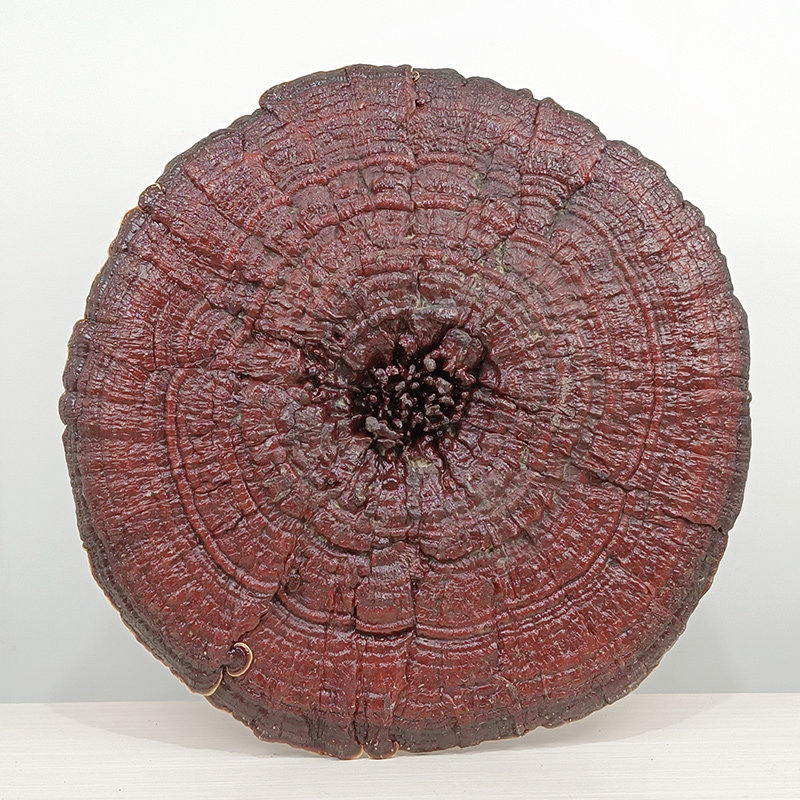 侗乡小村深山半野野生大灵灵芝摆件特大盆景整枝灵芝