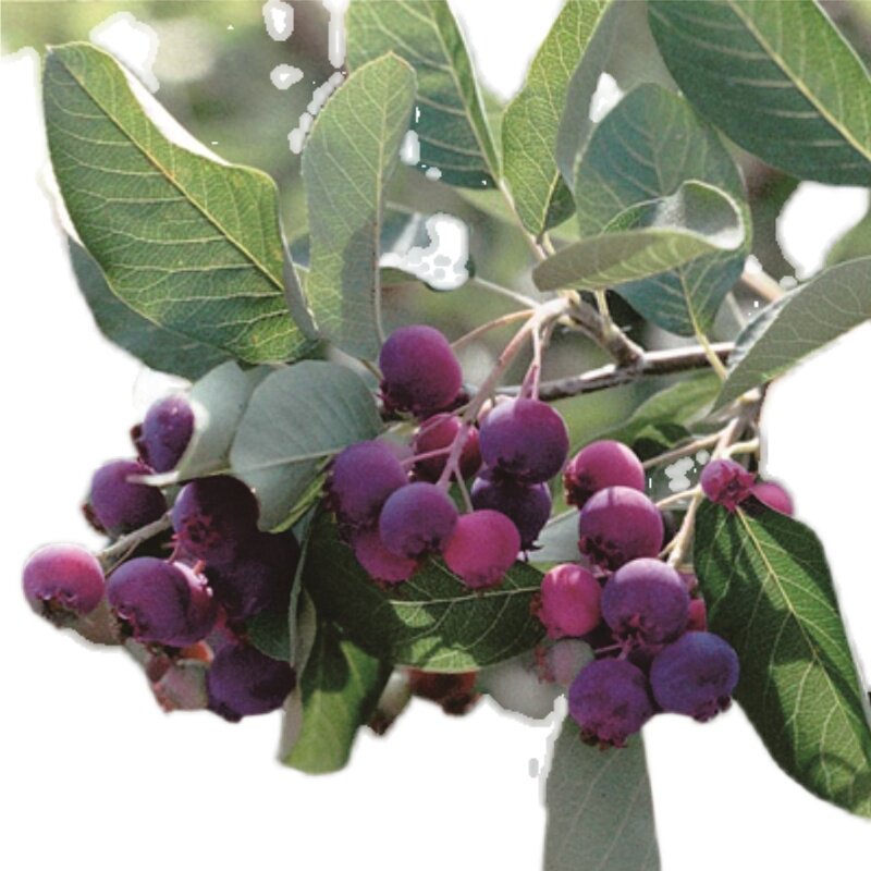 平滑唐棣树苗稀有含钙水果丛生单杆绿植进口观叶