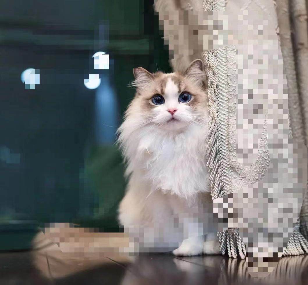 预定定金纯种海山蓝山双山山猫布偶猫满耳满枫叶猫咪