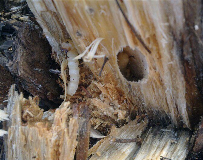 大中号柴虫 活天牛幼虫富含蛋白质营养 增膘提性打斗比赛食物50只