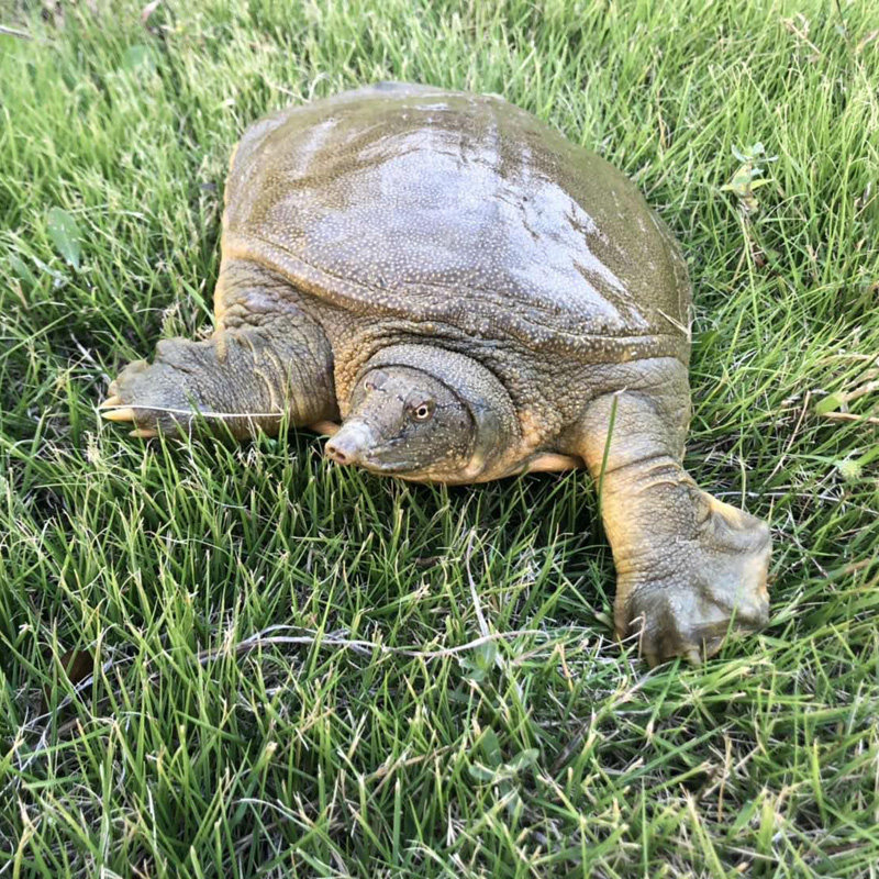 16斤高品质甲鱼老鳖王八活体体外塘野养生生态龟