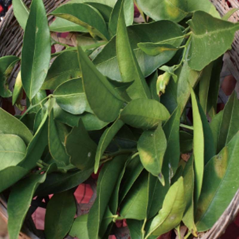 新鲜桔叶红橘叶茶包邮橘叶其他药食同源食品同仁堂其他药食同源食品