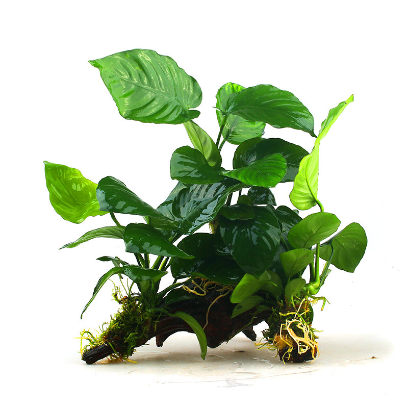 疯狂石头 水榕沉木水族箱水草造景鱼缸造景套餐 水草莫斯鱼缸装饰