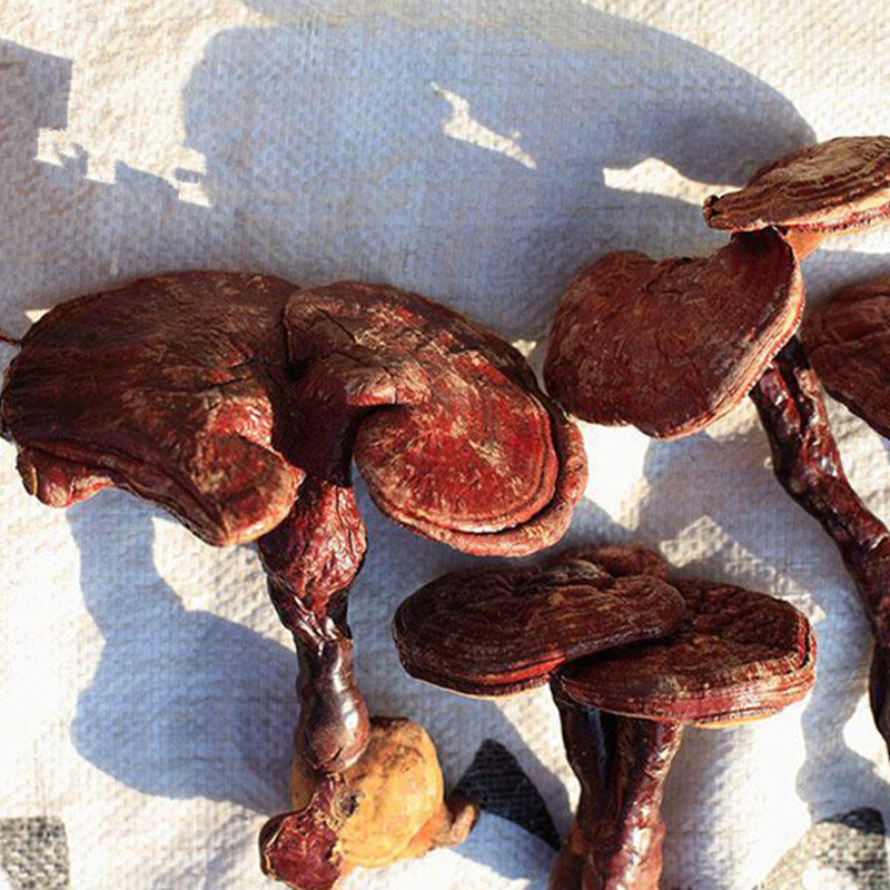 吉林长白山整支野生灵芝整枝250克产地天然林芝可磨粉灵芝切片