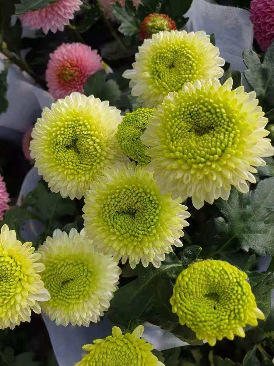 菊花乒乓小苗重瓣球形盆栽花苗室内阳台植物时令草本花卉