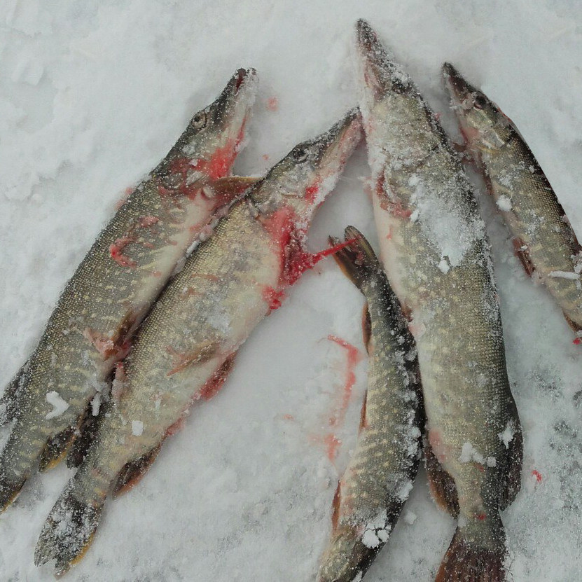 鱼狗顺丰5斤棒子鲜活三花鱼新冷水江野生黑龙江淡水鱼类