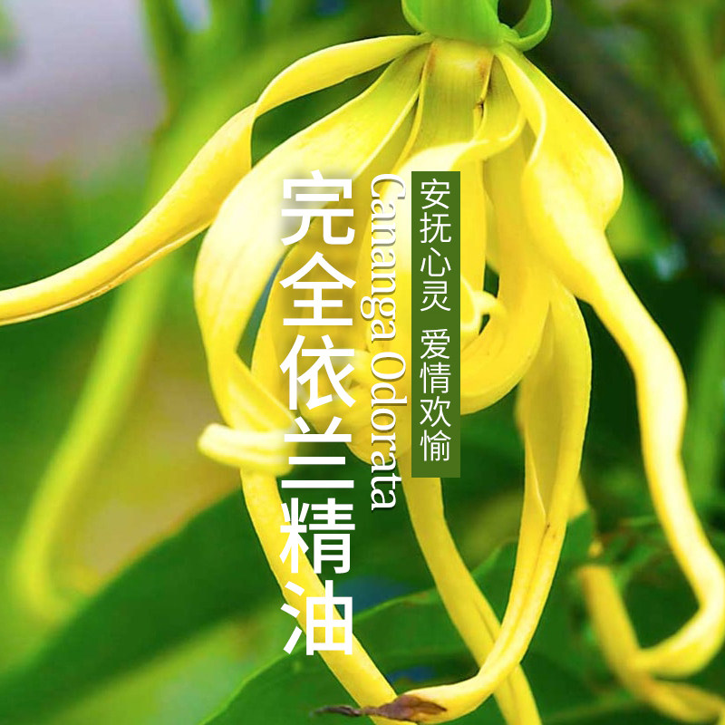 马达加斯原产完全依兰精油5ml强大安抚心灵单方精油