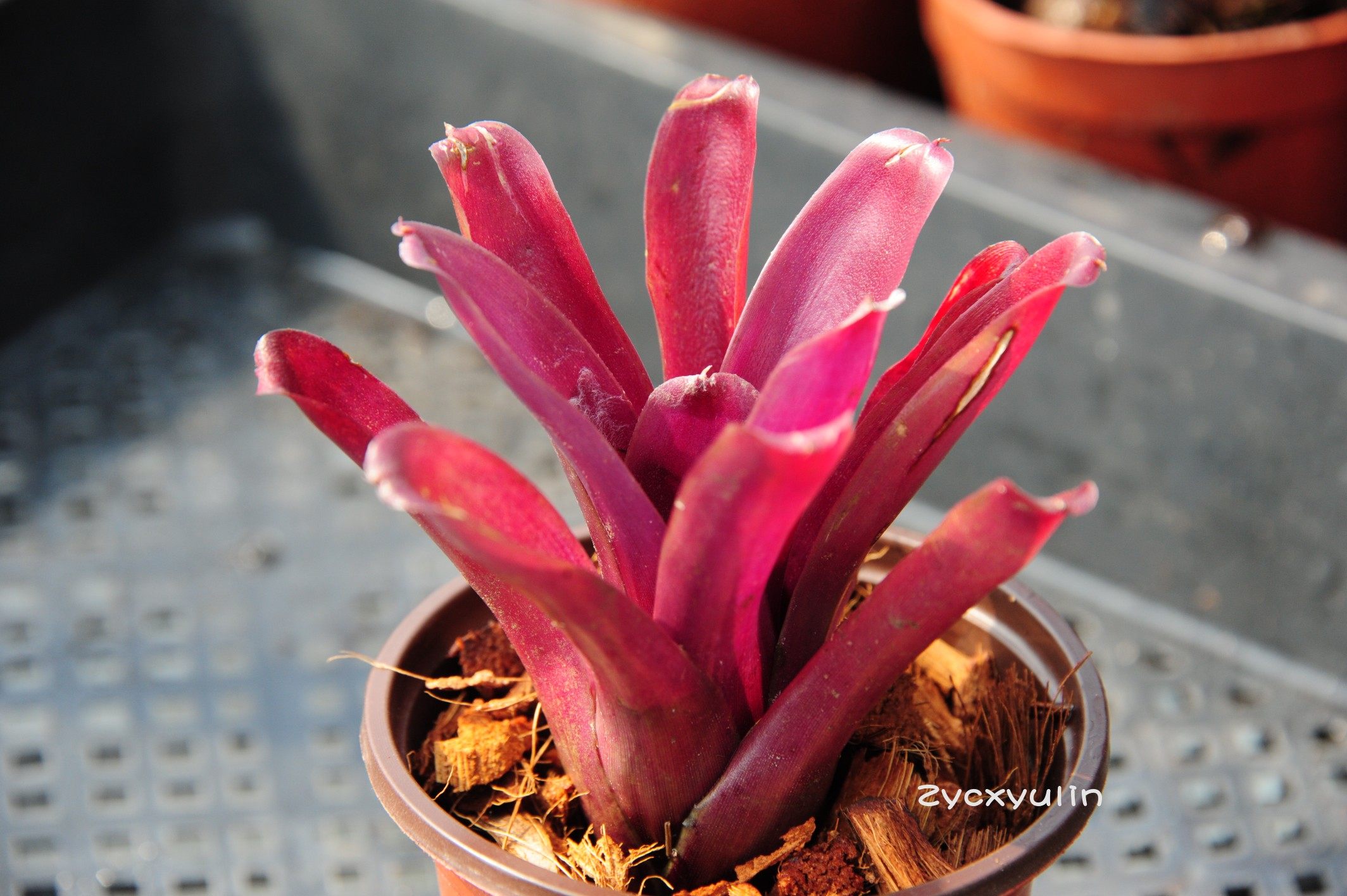 积水凤梨小型常用火球花卉绿植室内盆栽甲醛观绿植