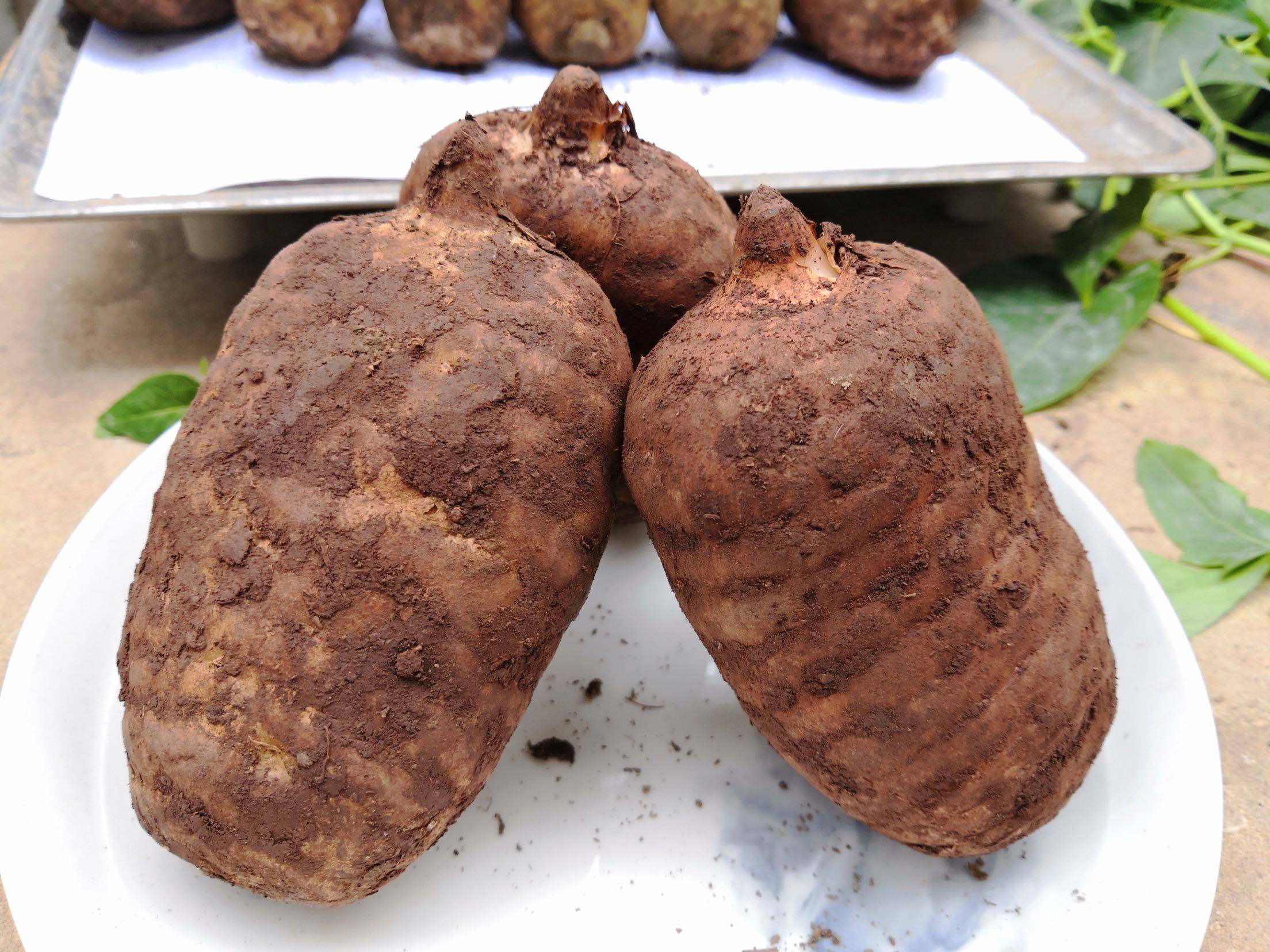 新鲜天麻云南昭通小草原产地现挖湿活当季特级茶叶包装