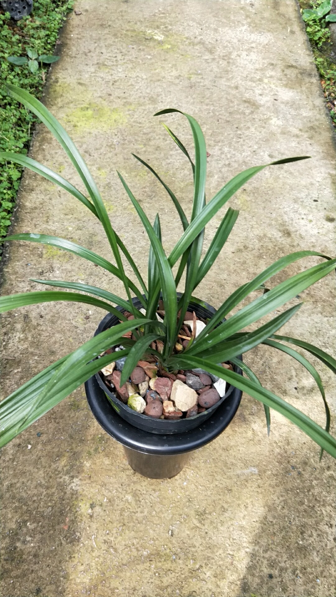 春兰春剑大团圆矮种四季花卉花苞室内绿植盆栽时令草本花卉