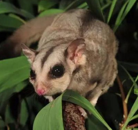 公蜜袋鼯宝宝蜜袋鼯活体小萌宠澳洲蜜袋鼠异宠飞鼠幼崽蜜袋鼬包邮