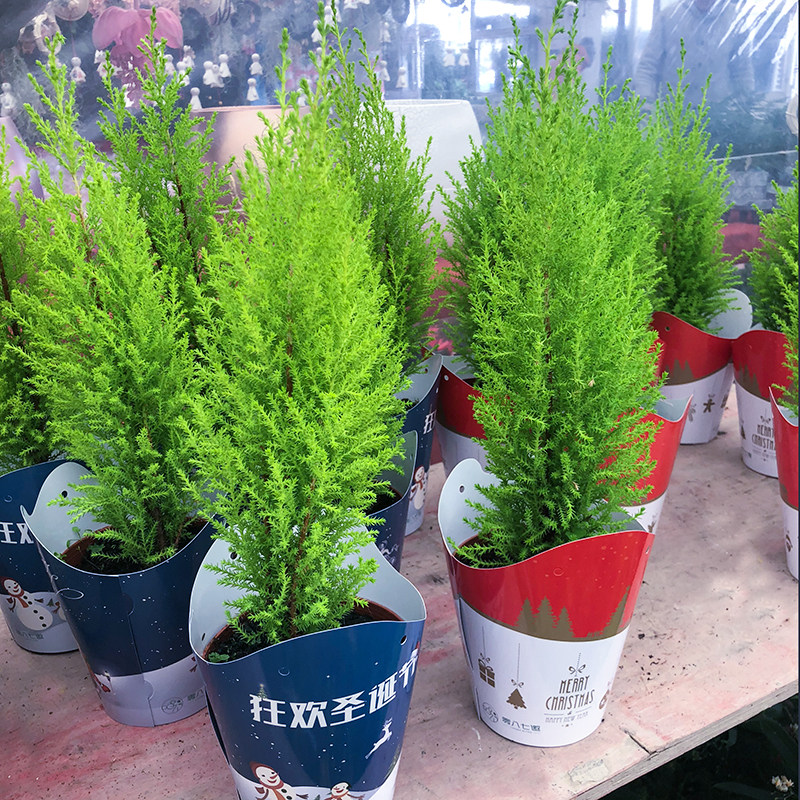 植物香松耐寒盆景观赏常绿四季耐热圣诞树盆栽绿植