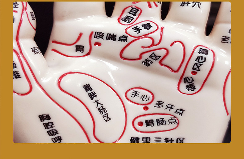 手部眼睛反射脚模足底针灸推拿经络穴位耳朵其他模型玩具