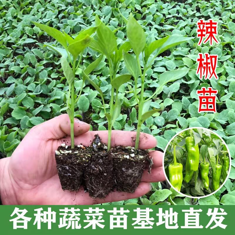 辣椒朝天椒苗小米椒幼苗薄皮青椒杭椒甜椒秧苗家庭园艺种子