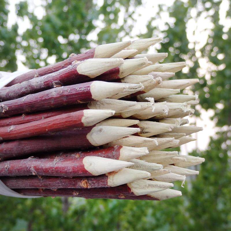 签子红柳正宗烤肉50厘米200根野生烧烤羊肉串新疆烧烤针