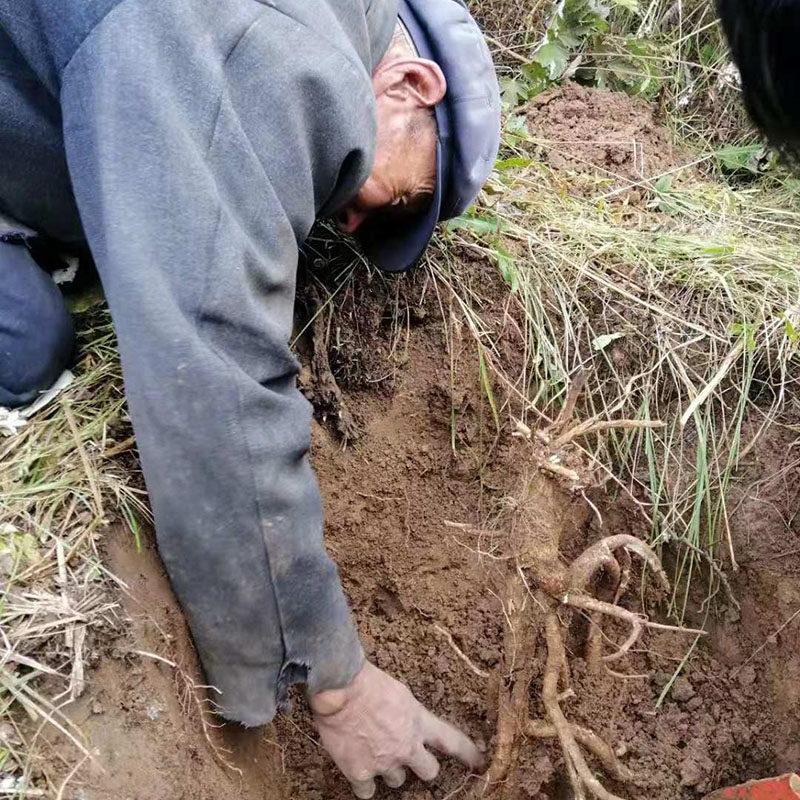 野生黄芪岷县500g克包邮黄茋片