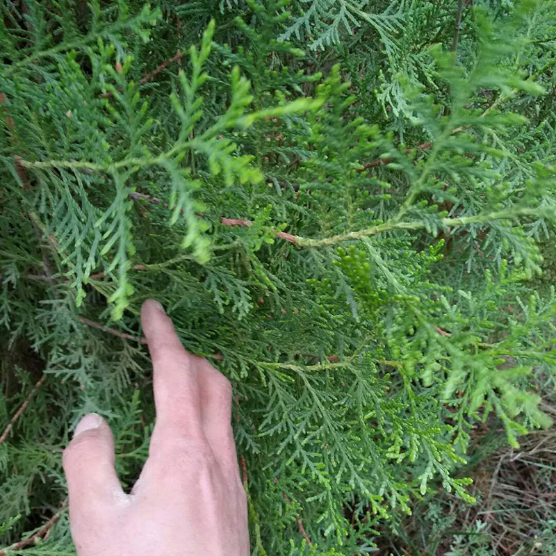 天然野生新鲜侧柏叶 侧柏枝 柏叶柏树叶扁柏叶测柏叶