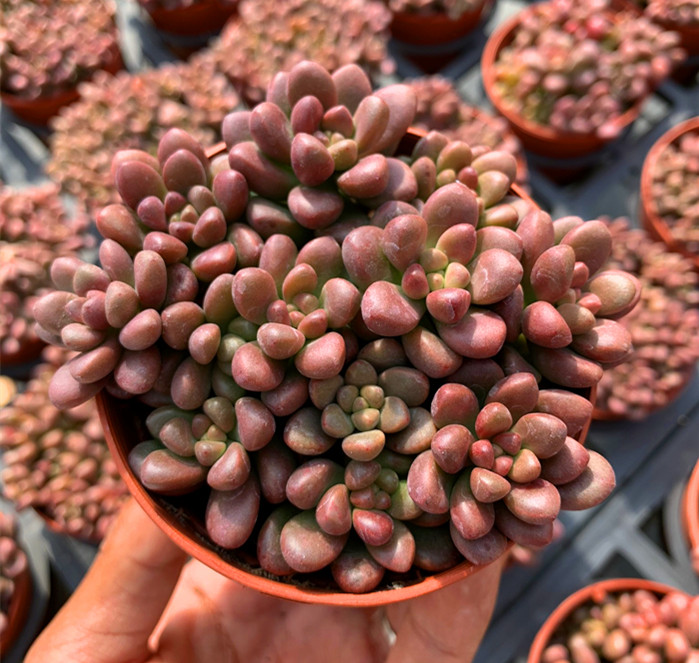 圆叶耳坠带盆发货好过过冬度夏多头群生多肉多肉植物