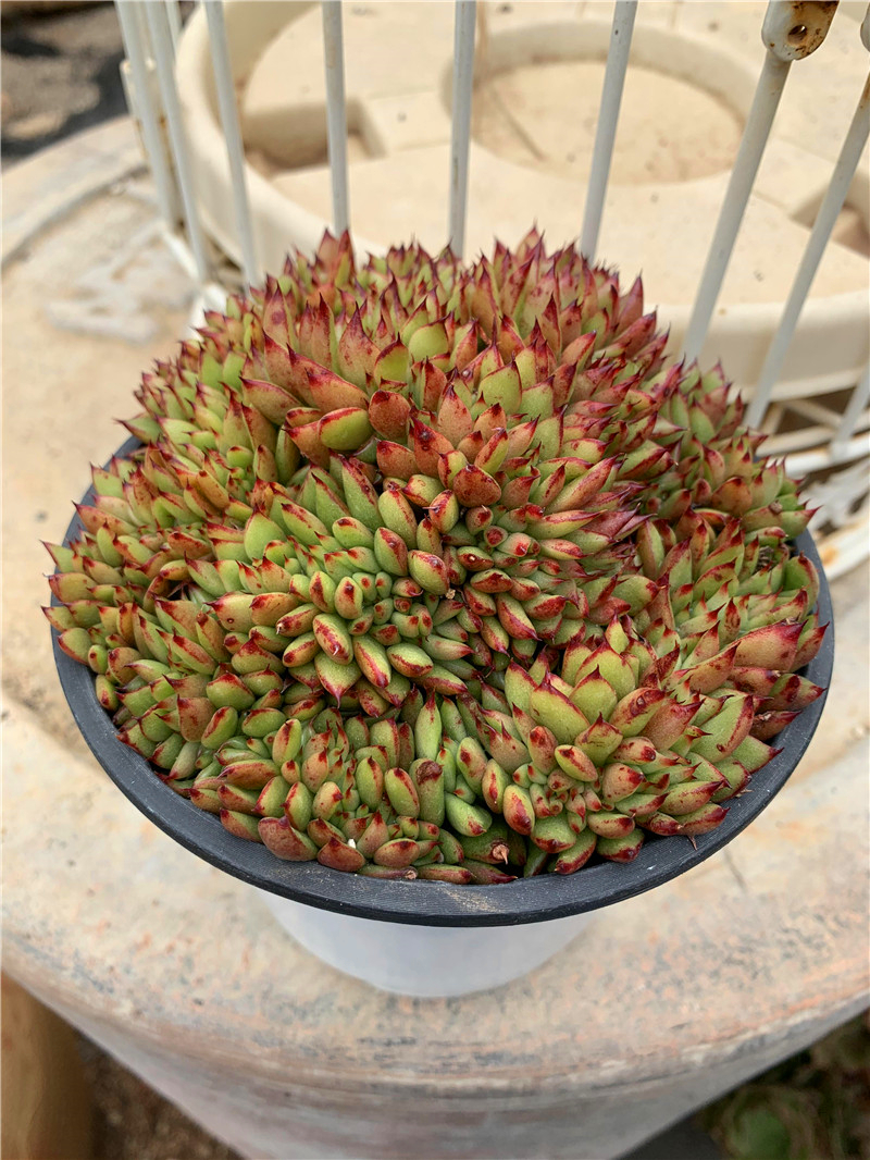 艾克口红缀化精品进口多肉植物群生实拍包邮美多肉植物