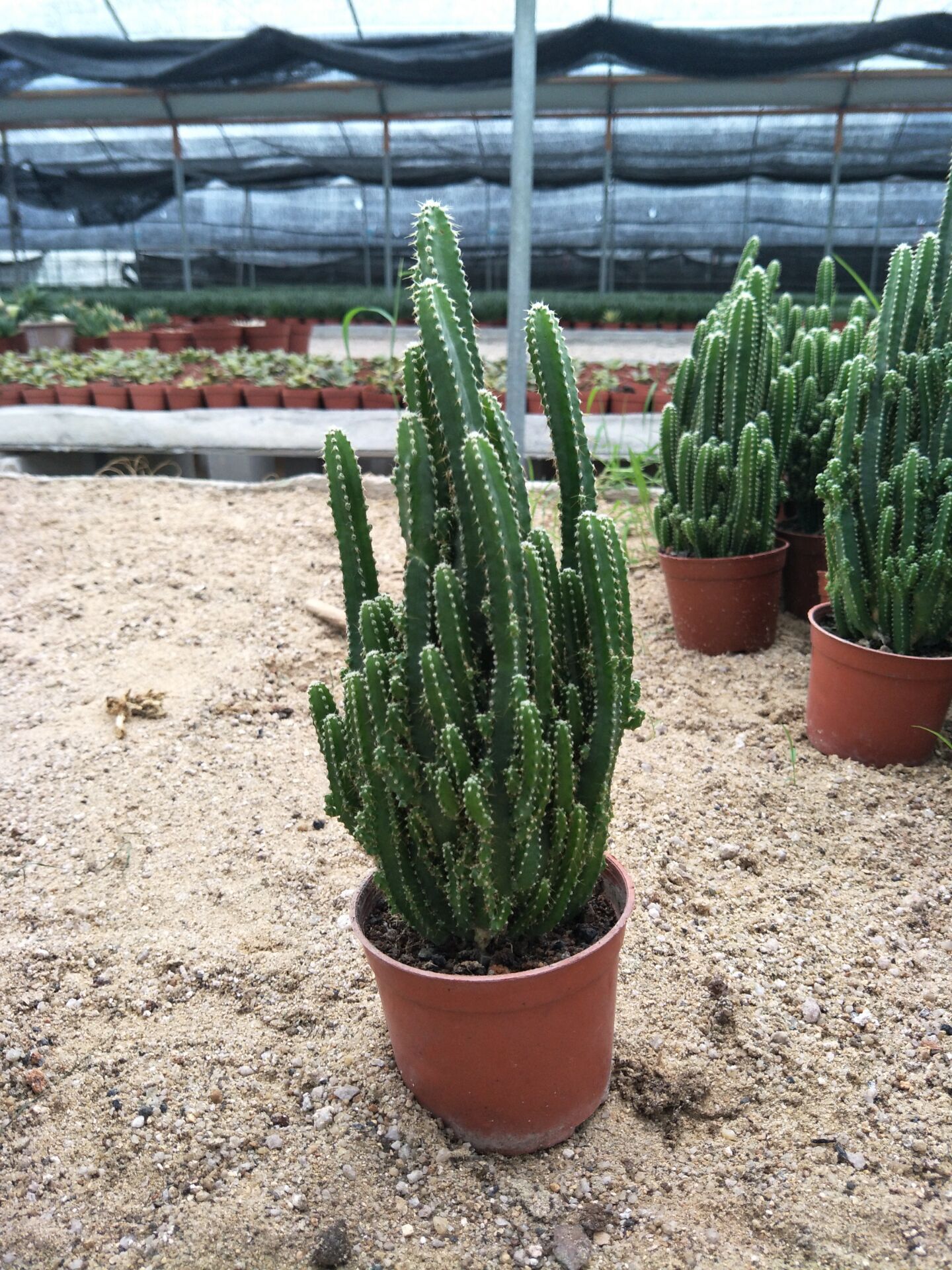 盆栽桌面办公室室内大群柱超仙人仙人掌金手指植物多肉植物