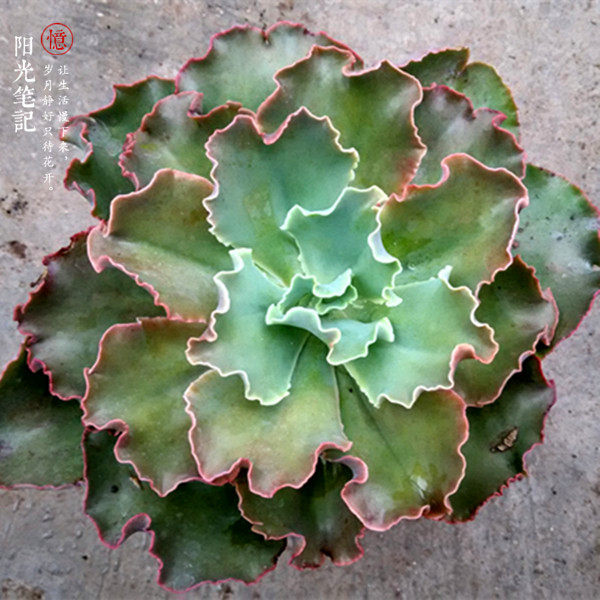 多肉大组合多肉植物高砂之翁老桩缀化创意绿植盆栽花卉防辐射包邮