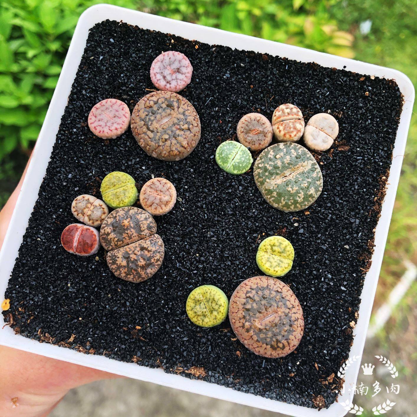 多肉生石花diy小脚丫拼盆可一一物一拍带盆土包多肉植物