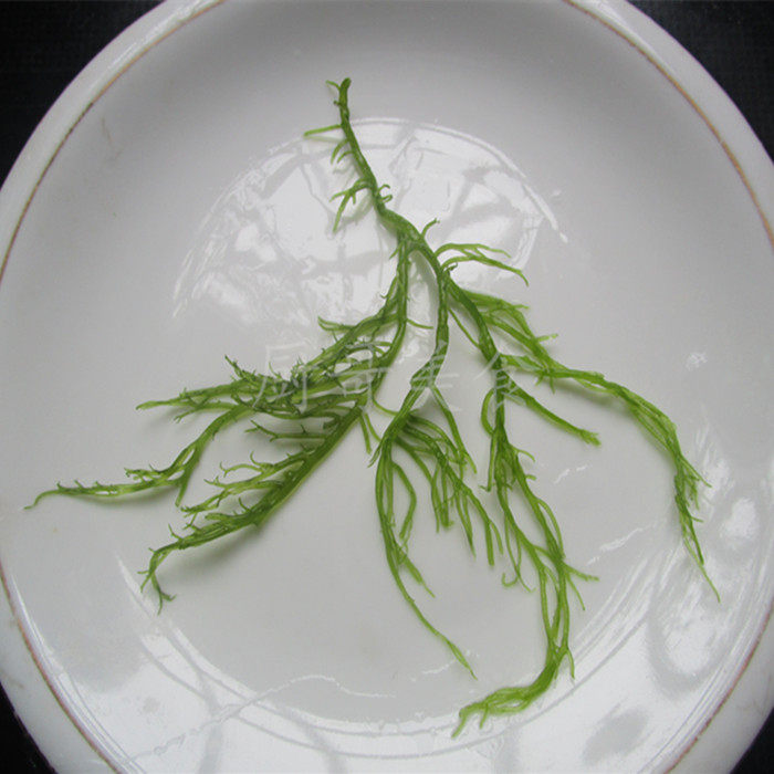 霞浦龙须菜盐渍海发菜海藻绿藻海洋蔬菜鲜脆凉拌脱水蔬菜