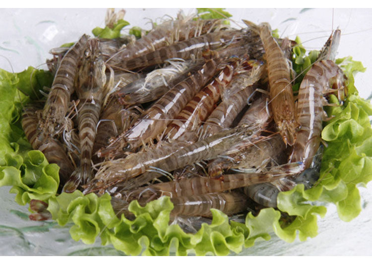 活虾500g明虾九节新鲜水产青岛基围海鲜鲜活活虾