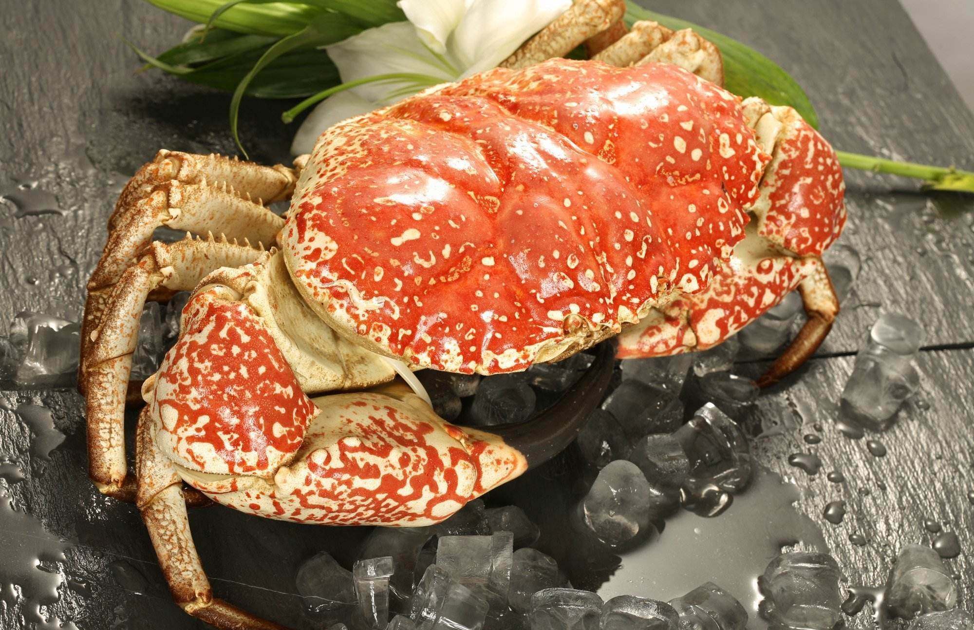 鲜活皇帝特大澳洲螃蟹巨大拟滨野生海鲜水产其它