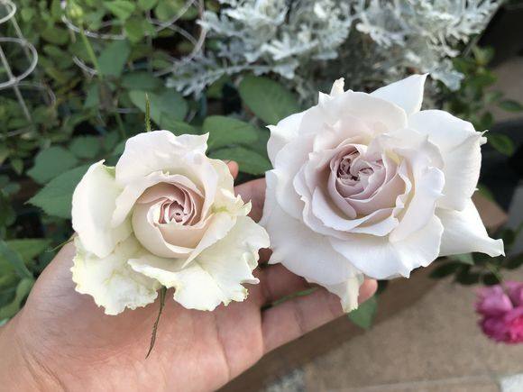 稀有新品日月河本纯莎菲天使白色淡紫淡紫色色淡时令草本花卉