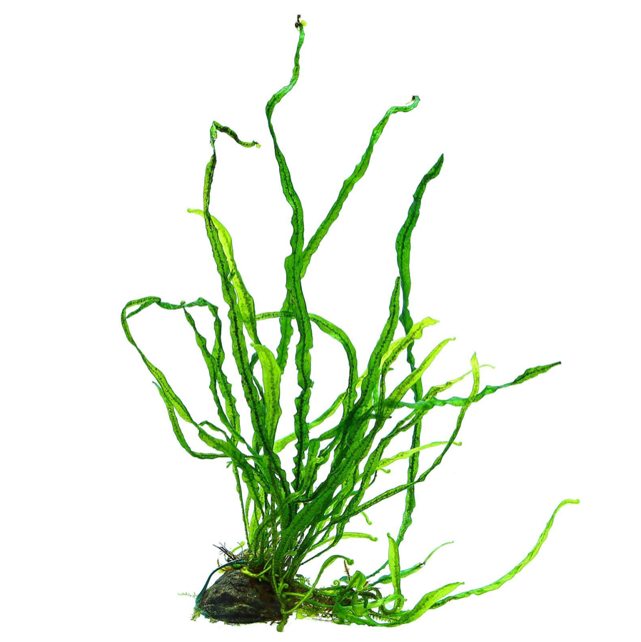 水草造景艾伦丹麦细叶水下叶水草中景蕨类淡水水草