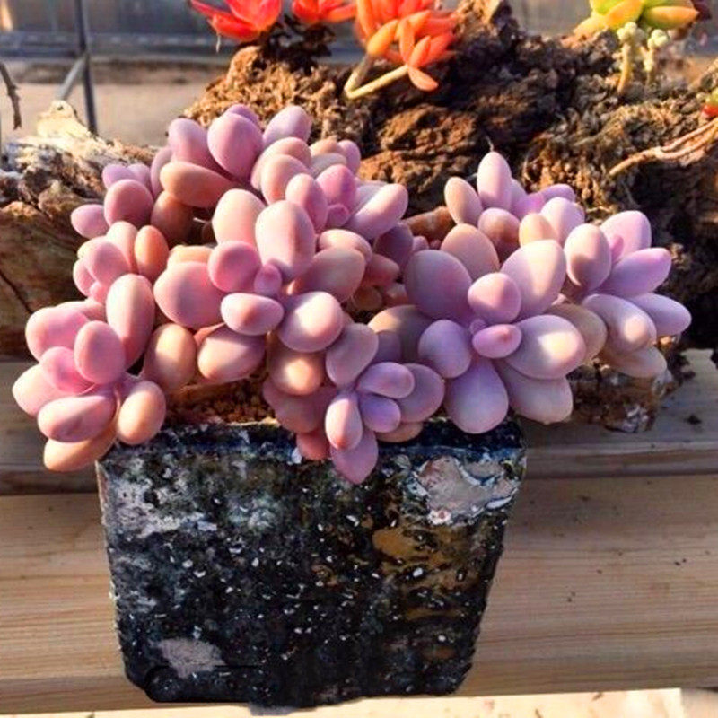 多肉桃蛋植物粉色肉肉桃之阳台庭院防辐射盆栽多肉植物