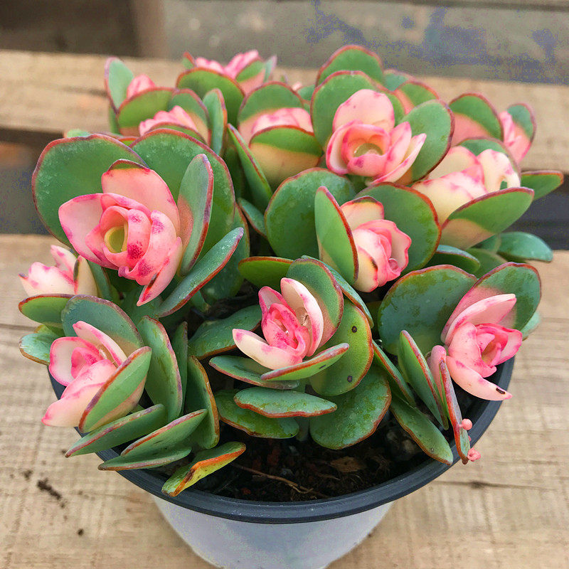 花卉防辐射白姬之舞锦稀有品种新品桌面室内卉好多肉植物