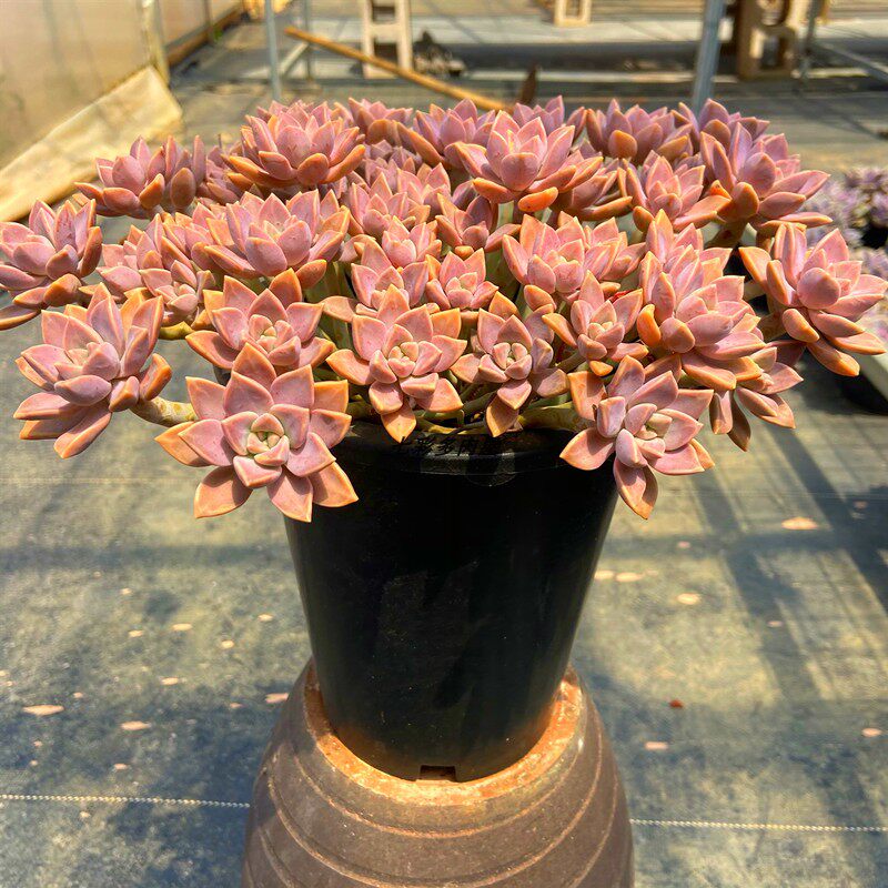 多肉植物绿植阿伦培老桩窗台老桩盆栽组合阳台多肉植物