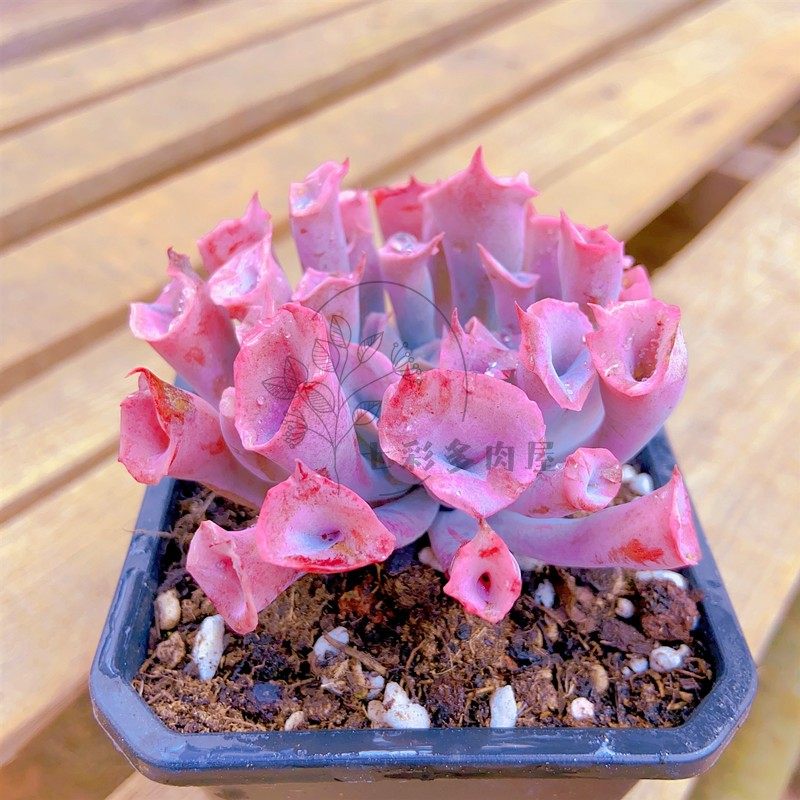 品种魔笛猪鼻鼻子杂交多肉植物韩系罕见盆栽多肉植物